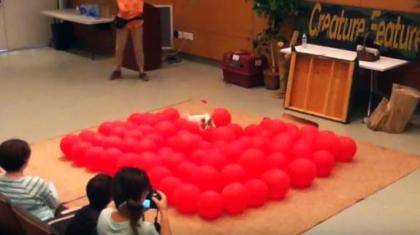 Happiest dog breaks World Record by popping 100 balloons less than 40 seconds
