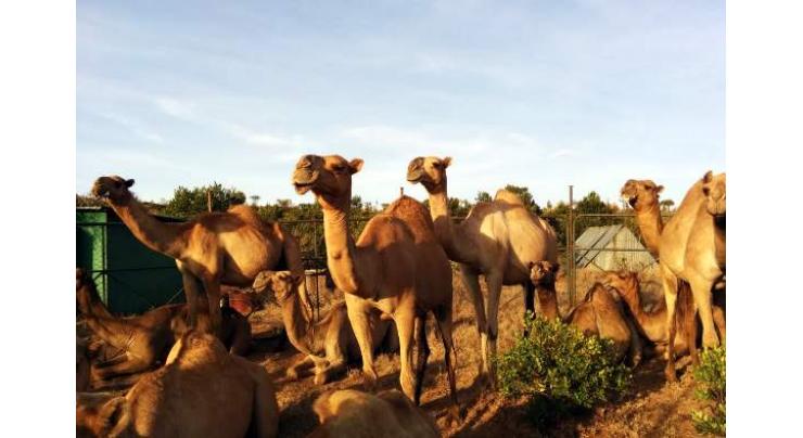 Drought has raised the camel milk industry in Kenya