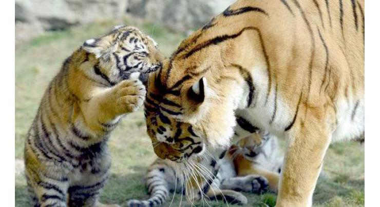 Two new born bengali tigers become the source of attraction for the public