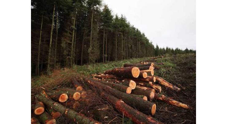 Ban imposed on cutting trees