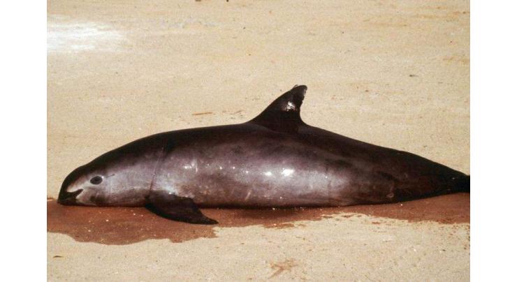 Mexico bans gillnets to protect endangered porpoise