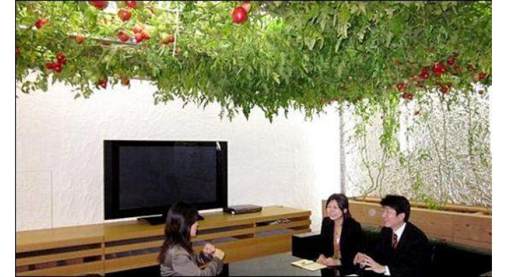 Japan Offices harvesting Fruits and vegetables on the walls