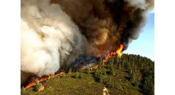 California Forest is engulfed by devastating fire
