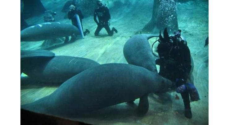 Manatees head to Caribbean in first ever repopulation scheme
