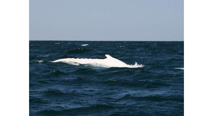 Rare white whale 'Migaloo' sighted off Australia