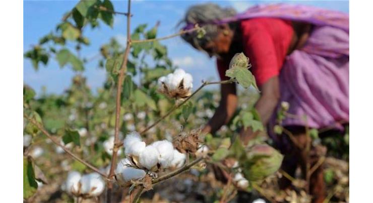 Various proposals to enhance cotton production reviewed