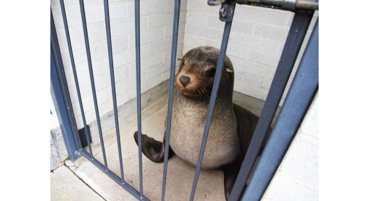 Australian woman finds napping seal in cemetery toilet