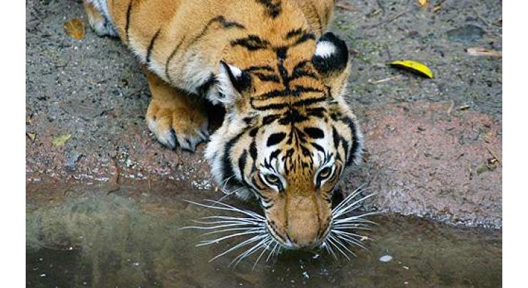 WWF urges closure of all tiger farms