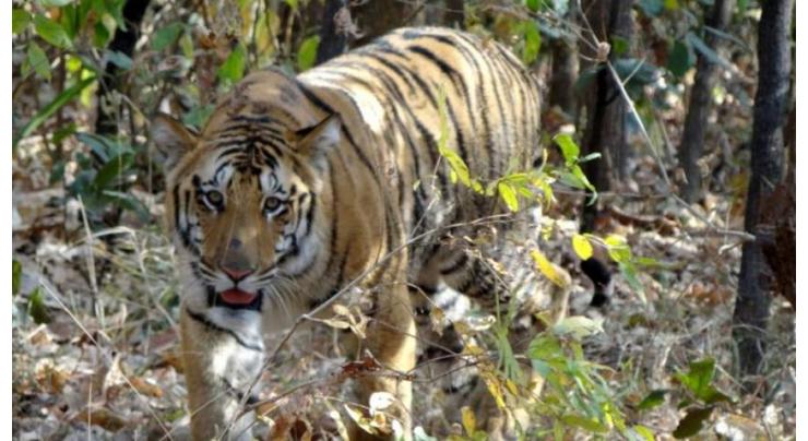 Mystery of missing Jai, India's most beloved tiger