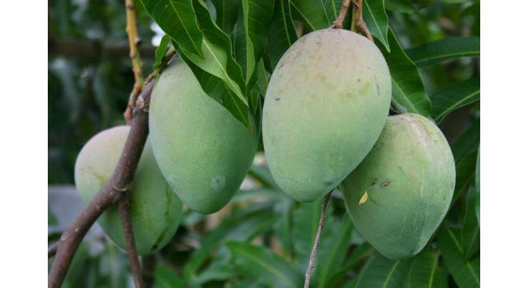 AMRI to follow Spanish model to develop mango pruner locally
