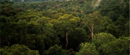 It will take three centuries to enlist trees in Amazon's forests, experts