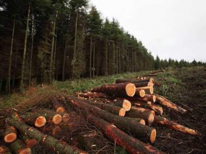 Ban imposed on cutting trees