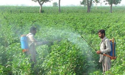 Experts issue spray guidelines for cotton farmers