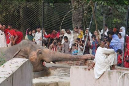 Punjab, Sindh Govts to be approached for surplus animals for Peshawar Zoo: Secretary Environment