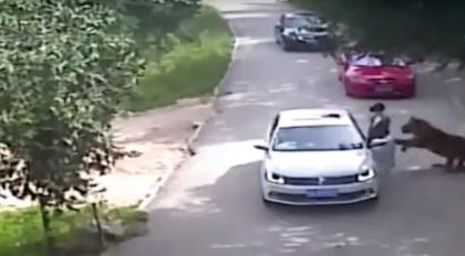 Tiger attacked a woman in Beijing, China