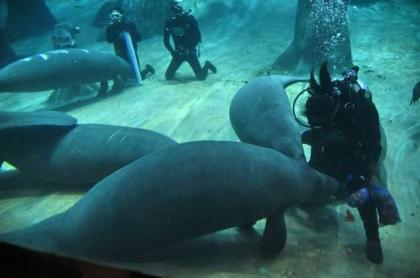 Manatees head to Caribbean in first ever repopulation scheme