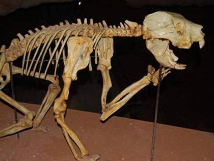 Ancient Australian flesh-eating marsupial discovered
