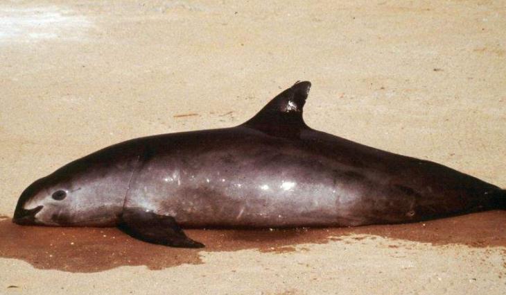 Mexico bans gillnets to protect endangered porpoise