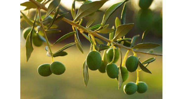 Potohar region ideal for olive cultivation