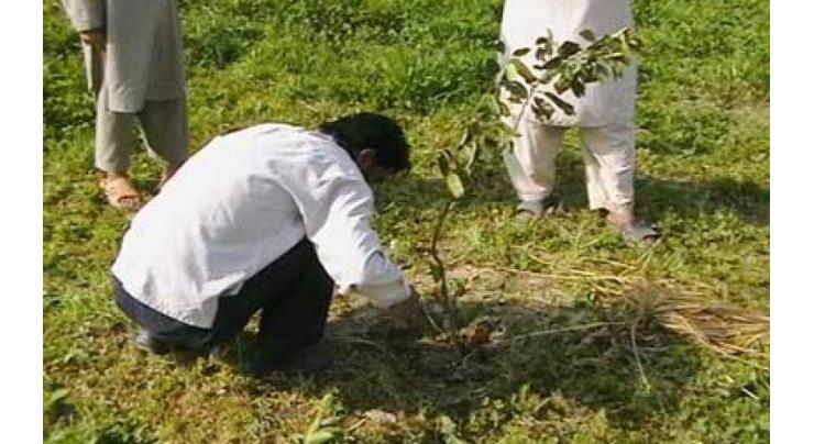 Twelve mln saplings to be planted in Sindh during Monsoon plantation drive