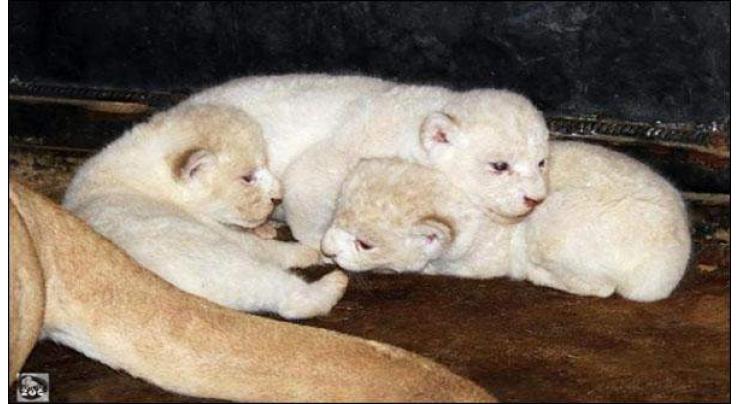 Three young white lions born in the American zoo
