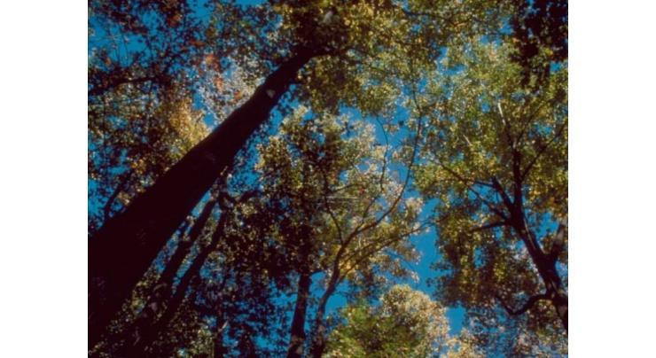 Trees help control climate change issues: experts