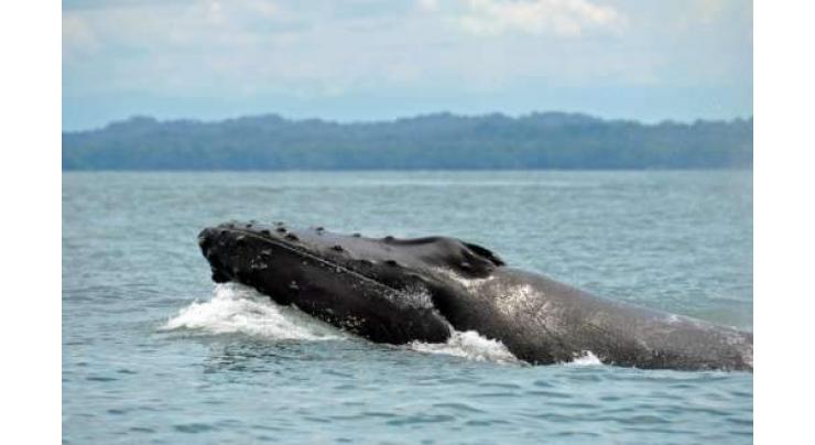 When ships pass, whales eat less: study