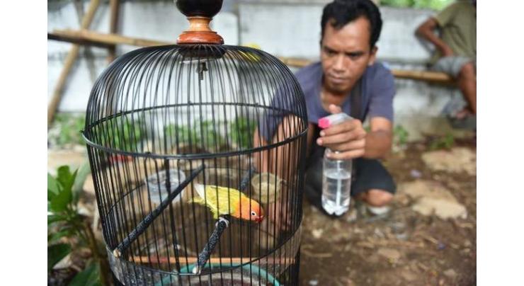 Illegal bird trade threatens Indonesian species: report