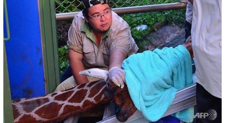 Giraffe dies 'of anxiety' in latest Taiwan animal scandal