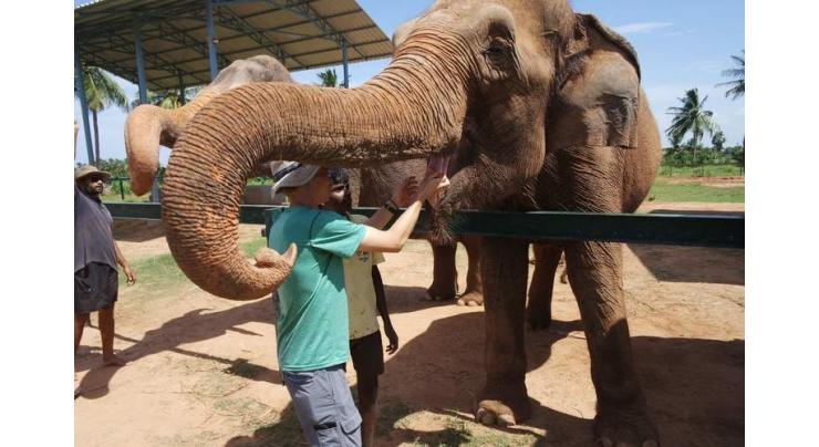 Bangladesh rescues elephant that travelled 1,000 km