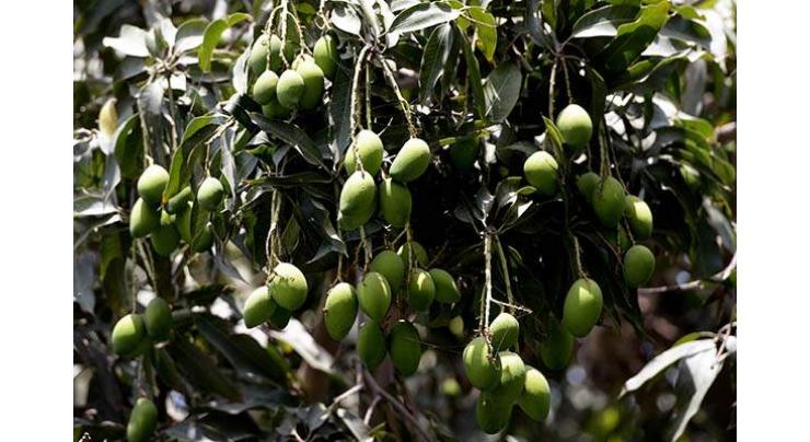 Experts issue guidelines for new mango orchards