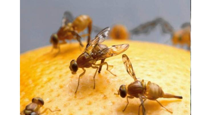 Agriculture dept working to weed out fruit fly