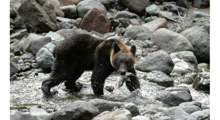 Japan safari park worker killed in bear attack