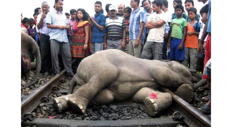 Four elephants killed by Sri Lankan train