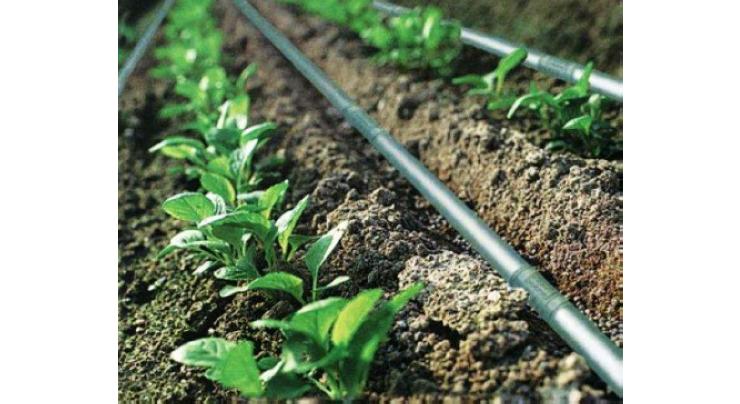 Punjab govt to install drip irrigation system on 10,000 acres