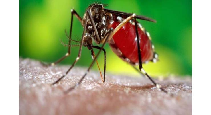 Dengue control drive to be intensified