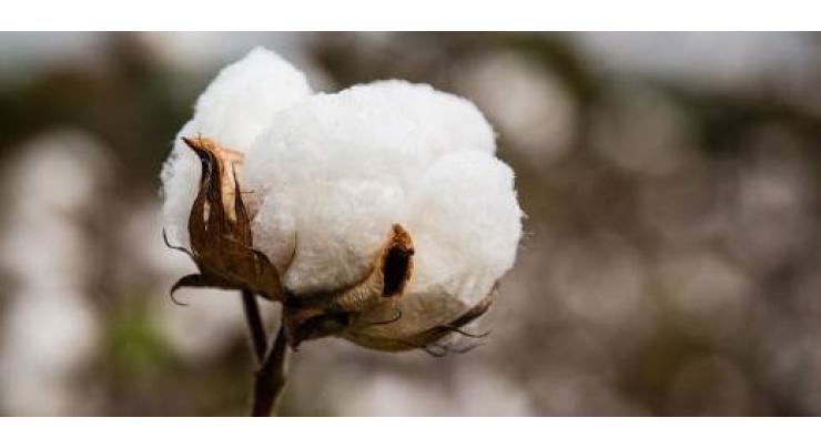 CCAC to meet next week for assessing cotton crop volume