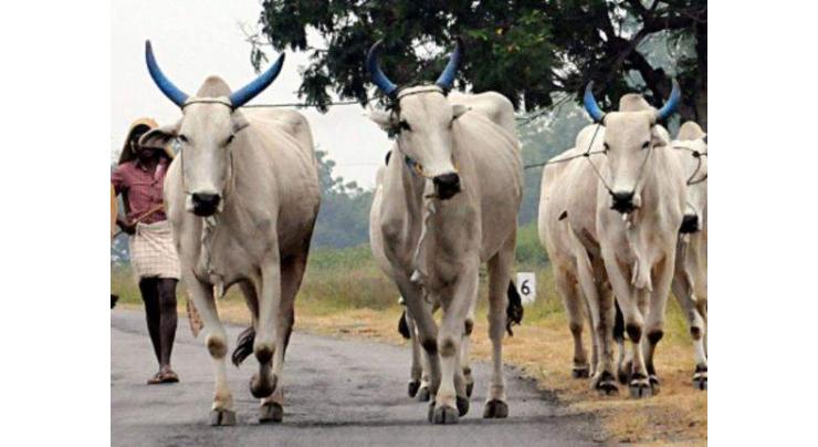 DCO issues directives for imposing ban on all illegal cattle markets