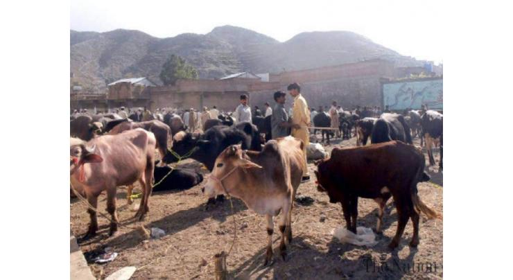 Sale of sacrificial animals banned in city area