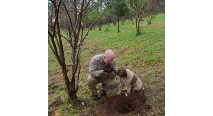 Australian unearths 'beast' of a truffle