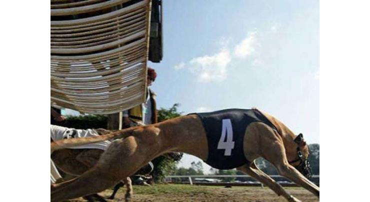 Uproar as Australian state bans greyhound racing