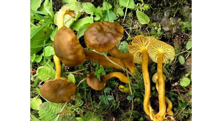 ICC voices against mushroom encroachments in Federal Capital