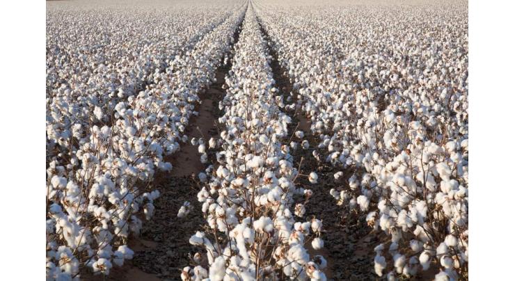 Farmers advised to drain out rainwater from cotton field