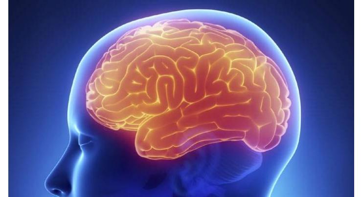 Genetic links found to size of brain structures: Study