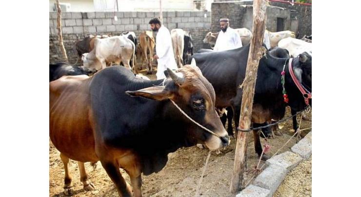 Sacrificial animals sale banned in cantt areas