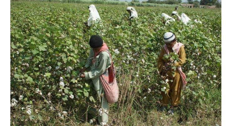 Health of cotton crop was better and result in more yield than last year:CCAC 