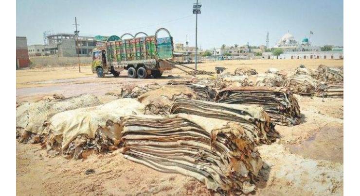 Banned outfits not allowed to collect animal hides 