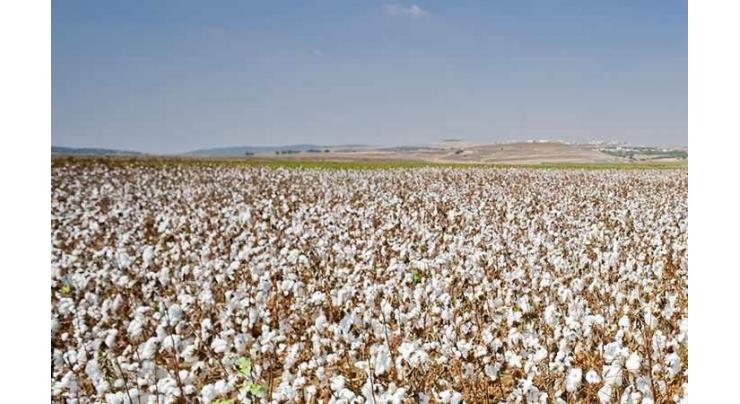 Cotton sowing decreases 15.87% during 2016-17: Senate Body told 