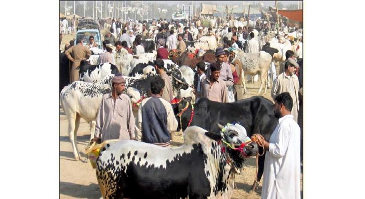 Sale-purchase of sacrificial animals in full swing in twins cities 