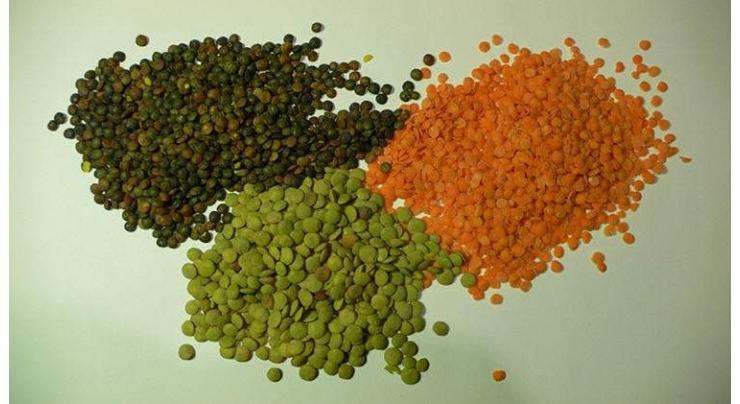Growers advised to cultivate Lentil from October 